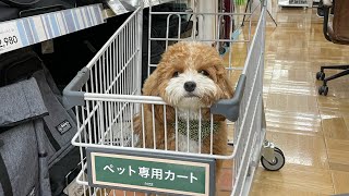 カートから飛び出したいぬいぐるみ犬