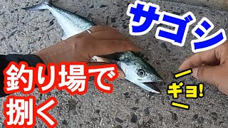 サゴシ釣り場での処理【神経締め・捌き方】サワラの子