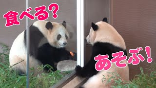 🐼【癒し度120%】パンダ姉妹・結浜と楓浜の仲良しタイムに密着🥰【アドベンチャーワールド】