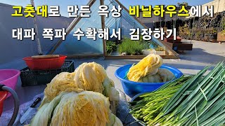 12월 옥상텃밭 대파, 쪽파, 수확하여 좌충우돌 김장담그기