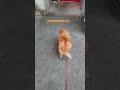 早く帰りたいポメラニアン dog doglover dogs いぬ ポメラニアン 犬のいる暮らし ポメラニアンのいる生活 pomeranian vlog