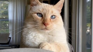 Flame Point Siamese Cat Billy was Disturbed By Crow