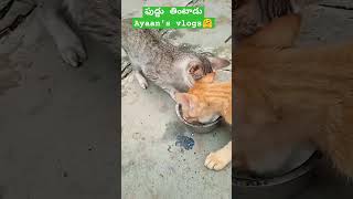 #Cat funny video #నోరు తెరిస్తే#trending #y2shorts #😁😁😁😁😁👍