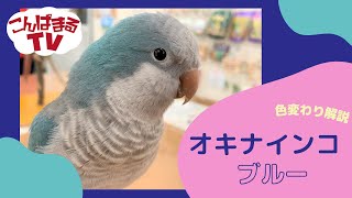 【こんぱまるTV】 オキナインコのいろんな色【ブルー編】