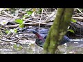 agami heron great wings tours costa rica 🇨🇷