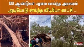 100 ஆண்டுகள் பழமை வாய்ந்த அரசமரம் அடியோடு சாய்ந்த வீடியோ காட்சி ....