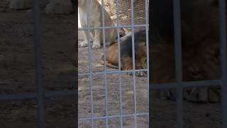 Amazing Lions Resting in the Shade! So Cool! #lionking