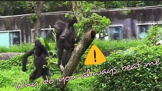 D'jeeco Family|Gorilla|Taipei zoo|Iriki climb high, and Tayari wants Iriki down.