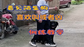 看见狗就冲或者凶怎么办？