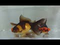 bubble eye u0026 pom pom goldfish you need to know about these weird goldfish variety spotlight