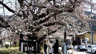 【京都の桜】「哲学の道」の桜並木（2022年3月27日　京都市左京区）