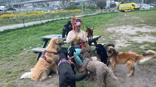 20 happy dogs playing in the dog yard