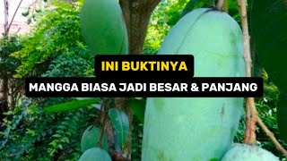 INI BUKTINYA MANGGA BIASA JADI BESAR \u0026 PANJANG @Cerita_Perintis