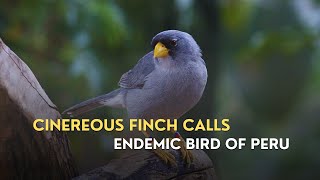 Cinereous Finch Singing | Relaxing Bird Calls from South America