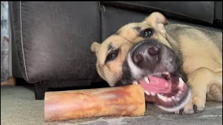 mini dog chewing bone ASMR | no talking | loud