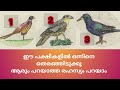 ഈ പക്ഷികളിൽ ഒന്നിനെ തെരഞ്ഞിടുക്കൂ ആരും പറയാത്ത രഹസ്യം പറയാം malayalam astrology nakshatram mind