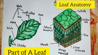 Part of a Leaf Diagram Drawing|| Leaf Anatomy ||How to draw a leaf ||Science Diagram #leaf