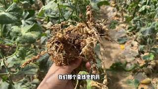 高温季节，烦人的根线虫又要爆发了，应该用什么办法来解决呢