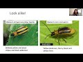 Cucumber Beetles: Bandits of the West! Ecology and a new aggregation pheromone of cucumber beetles