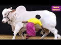 Fibbi Cattle Farm | Biggest Heavy White Beauties Collection 2023 | Cow Mandi. pk