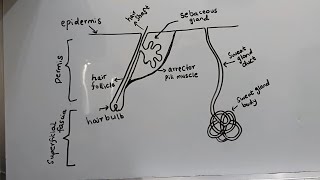 How do hair follicles develop? Relationship of Hair bulb with Hair papilla | Arrector pili muscle