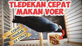 CARA MELATIH BURUNG TLEDEKAN MAKAN VOER