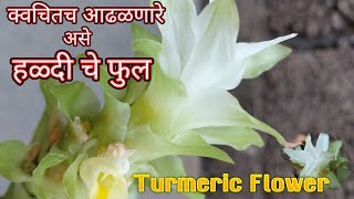 हळ्दी चे फुल/Turmeric Flower/शुभ संकेत देणारे हळ्दीचे फुल/Haldi ke phool ki Jankari/हल्दी का फुल