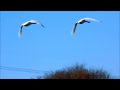 whistling swan 川島のコハクチョウⅡ 2014年　1月16日