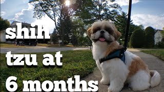Shih Tzu Puppy 6 Months Old | Daily Life Routine Episode 7