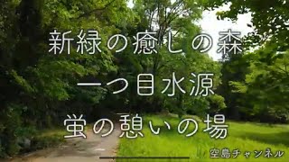 新緑　癒しの森　一ツ目水源