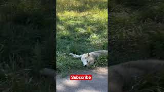 Timber Wolf Playing Dead.