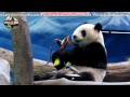 20150520圓仔邊吃邊用腳勾著石篙筍 the giant panda yuan zai