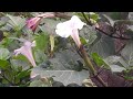 thornapple, jimsonweed (jimson weed), or devil's trumpet, 