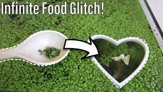 How to turn Duckweed into Fish Food