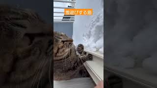 雪遊びする猫