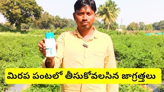 మిరప పంటలో తీసుకోవలసిన జాగ్రత్తలు !!! Muralikrishna agriculture support