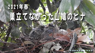 2021春　巣立てなかった山鳩の雛