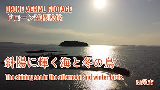 斜陽に輝く海と冬の鳥（西尾市）〜 空撮 DRONE MAVIC MINI 〜 - A glittering sea and winter birds -... 60fps