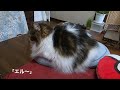 お母さんに甘えている猫は優しくゴロゴロ〜 a cat pampering its mother purrs gently