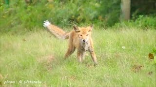 初めてキタキツネを追いかけたワンコ 『北海道 阿寒湖畔展望台』