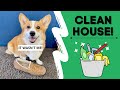 Dogs Clean ENTIRE house! #shorts