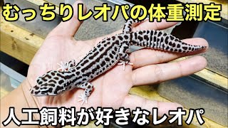 むっちりレオパの体重測定と給餌頻度【爬虫類】人工飼料をあげました