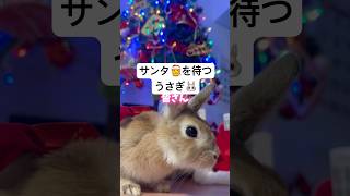 サンタを待つうさぎ🐰#うさぎのチャーミー #サンタさん #クリスマス #うさぎのいる暮らし #クリスマスイヴ #rabbit