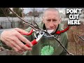 This Method of Pruning Trees will Simplify Everything!