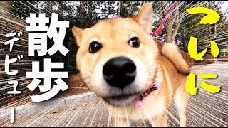 【柴犬子犬】ついに散歩デビューの柴犬さん/Shiba Inu finally debuts for a walk【柴犬プウ】