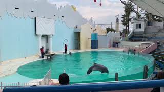 須磨海浜水族園　イルカライブ🐬ザ．ファイナル