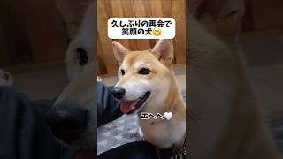 久しぶりの再会で… #shorts #柴犬 #dog