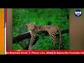 black panther और golden leopard की जंगल में दिखी जोड़ी लोग हुए हैरान जानें क्यों वनइंडिया हिंदी