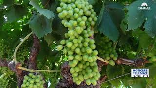 SONORA: El estado con mayor producción de uva del país