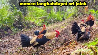 MANTAP...TIDAK DI DUGA TERNYATA AYAM HUTAN JALAK BERBULU UNIK